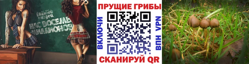 Псилоцибиновые грибы Magic Shrooms  OMG ССЫЛКА  Новороссийск 